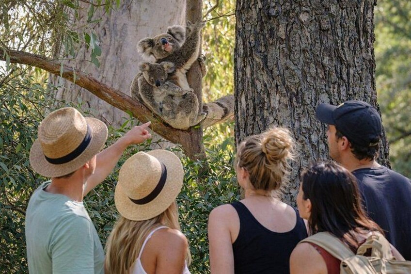 Spot wild koalas in their natural habitat as your guide shares local insight into Stradbroke Island’s wildlife and conservation. 4