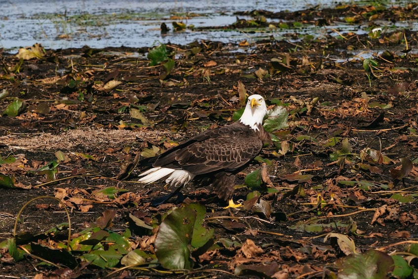 A bald eagle on a muddy ground with water and leaves. 1