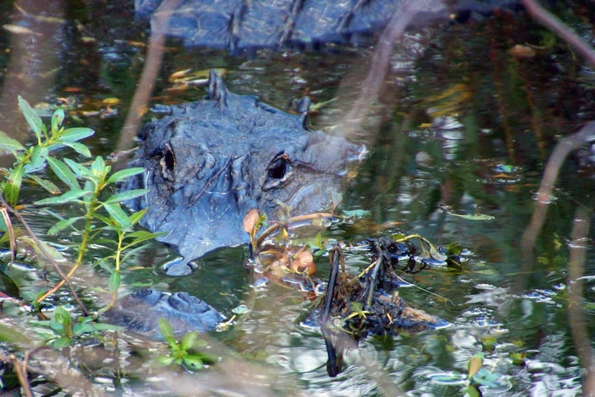 Picture 18 for Activity Orlando: Florida Everglades Wildlife Airboat Tour 5