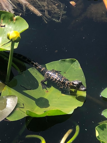 Picture 20 for Activity Orlando: Florida Everglades Wildlife Airboat Tour 3