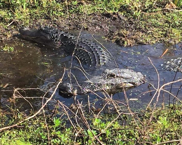 Picture 17 for Activity Orlando: Florida Everglades Wildlife Airboat Tour 2