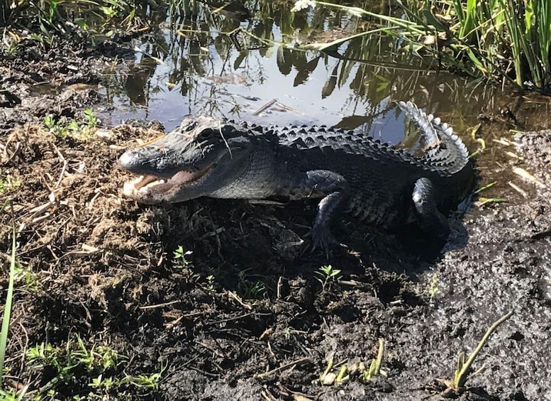 Picture 16 for Activity Orlando: Florida Everglades Wildlife Airboat Tour 4