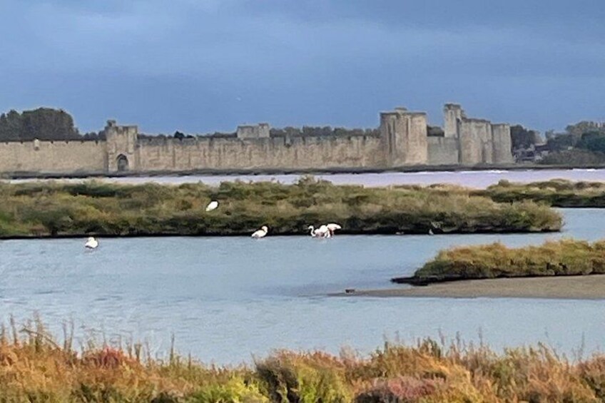 Small group half day Camargue and Aigues Mortes tour 3