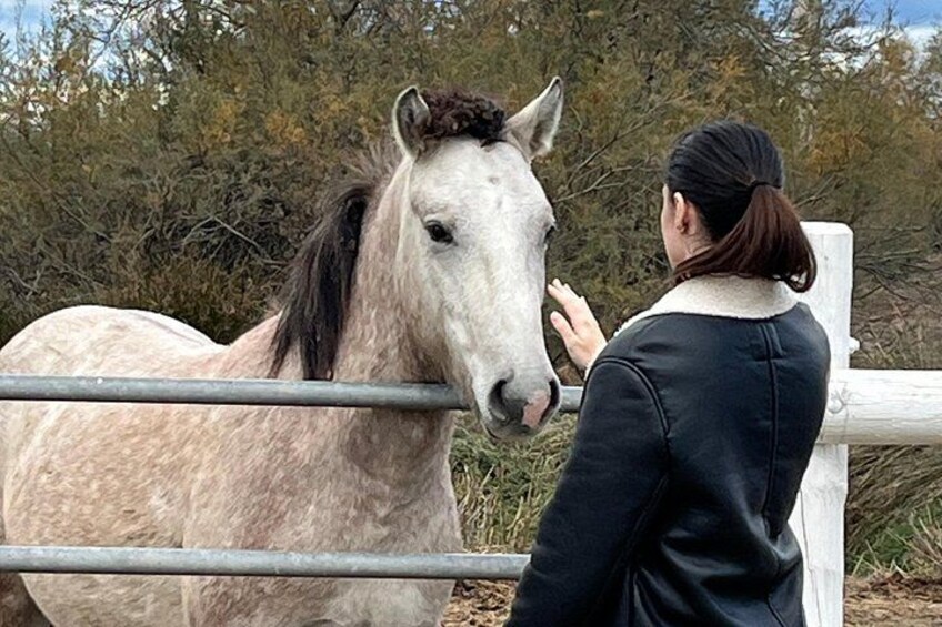 Small group half day Camargue and Aigues Mortes tour 2