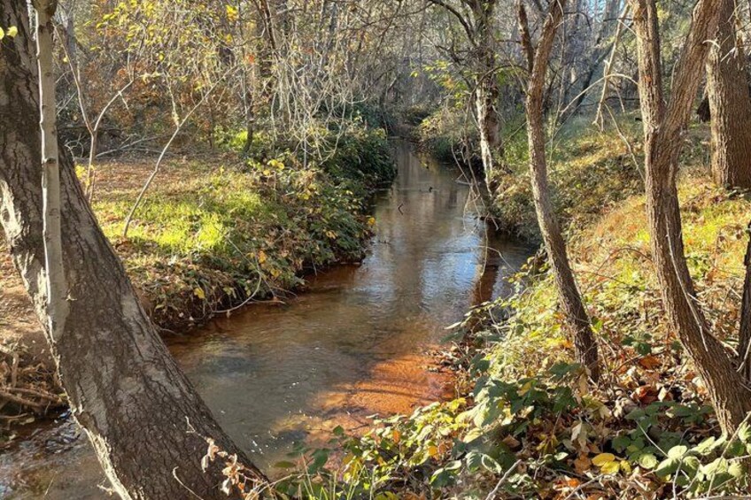 Un arroyo estrecho rodeado de árboles y follaje. 2