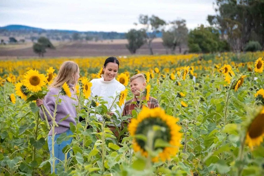 A family in a sunflower field. 2