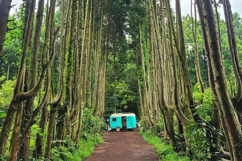 Jeju Island Popular Sightseeing Private Car Charter Tour 5/9hours 2