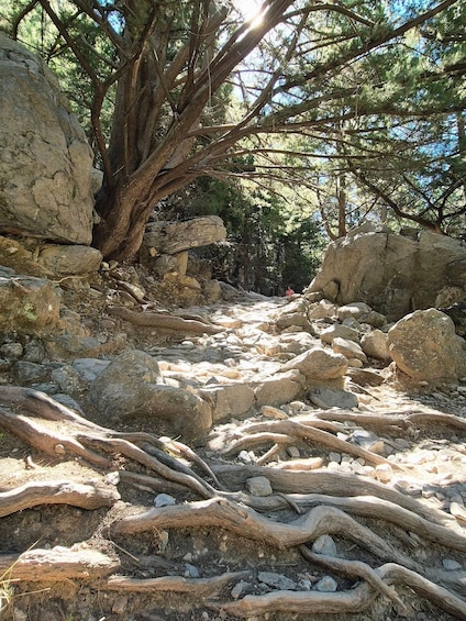 Picture 27 for Activity From Georgioupolis: Roundtrip Transfer to Samaria Gorge 2