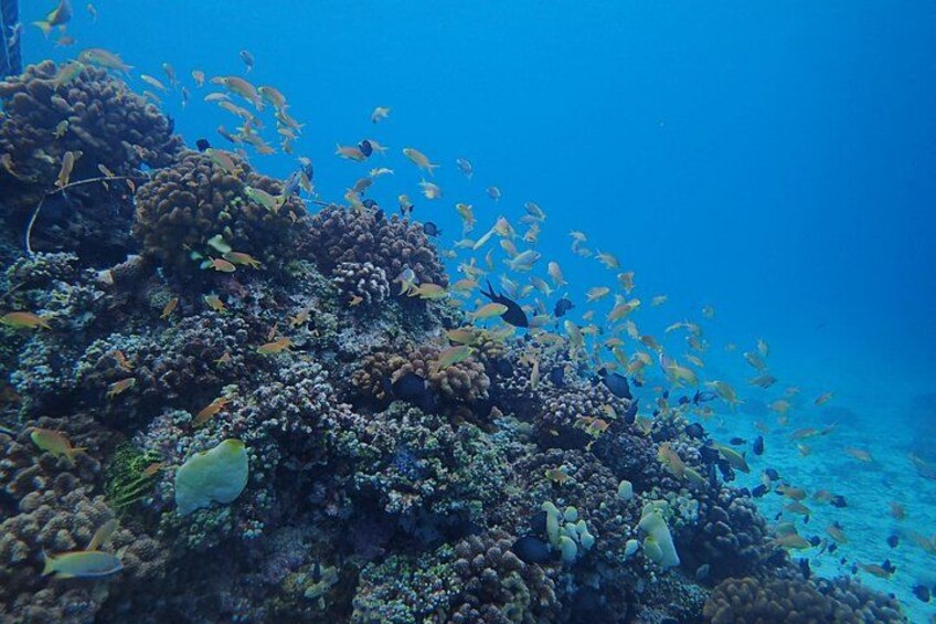 A coral reef with various fish species swimming around. 4