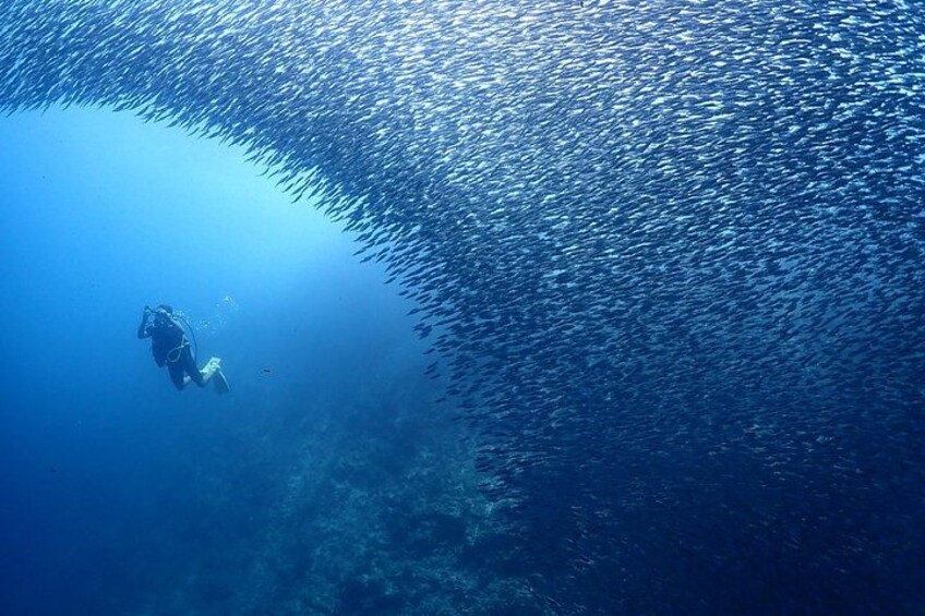 A diver surrounded by a large school of fish in clear blue water. 1