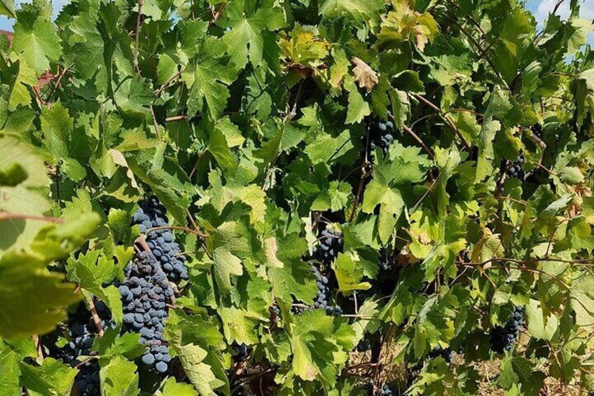 Private Full Day Tour to Nemea Wineries from Attica