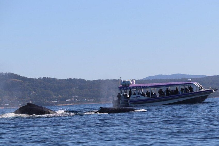 A boat with passengers observing a whale breaching near the shore. 1