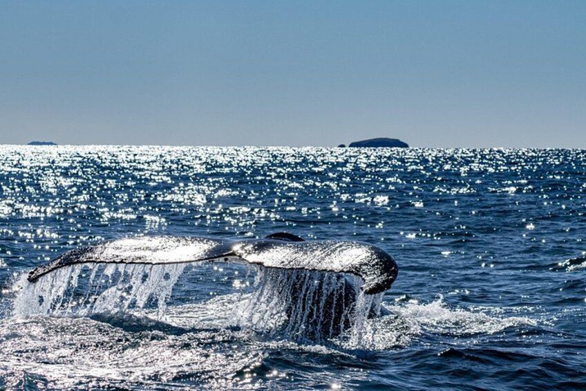 A whale breaching with water splashing around it. 4