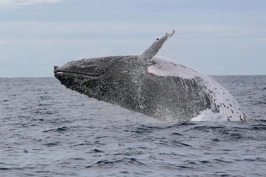 A whale breaching the ocean surface. 3