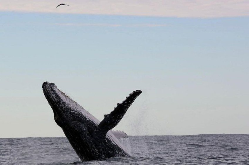 A whale breaching with its tail above water, a bird flying in the sky, and a calm sea. 5