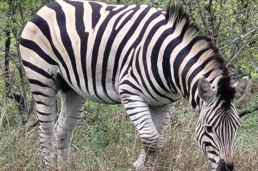 A zebra grazing in a grassy area with trees in the background. 5