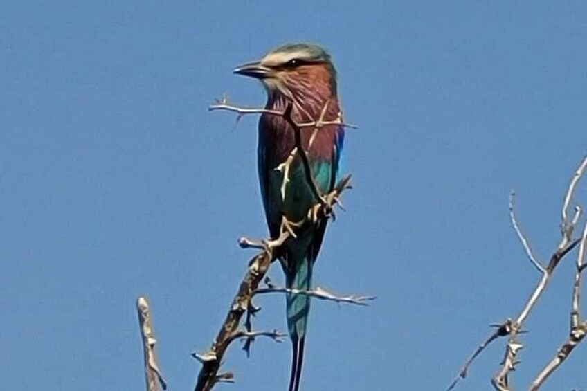 A bird perched on a branch. 2