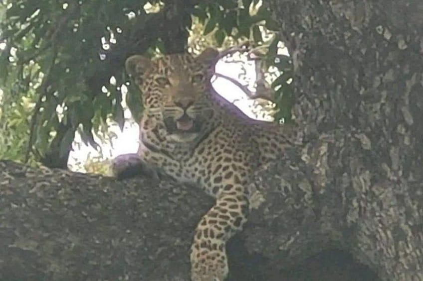 A leopard resting in a tree. 1