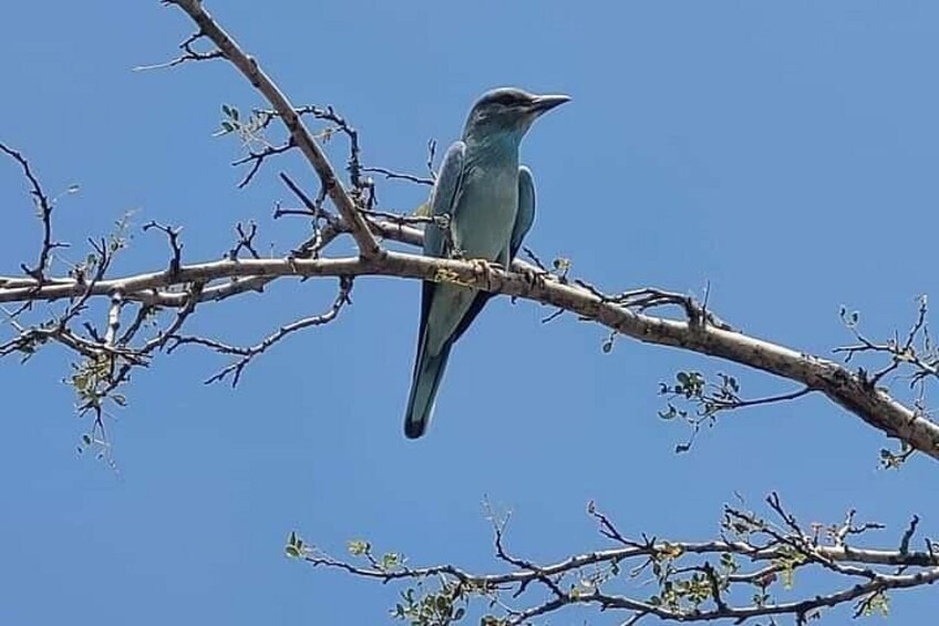 A bird perched on a branch against a clear blue sky. 3