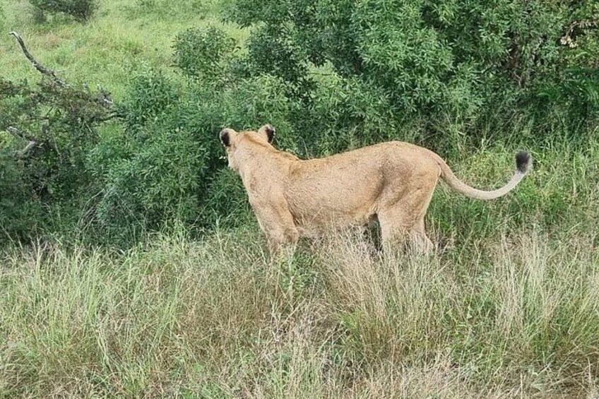 A lion standing in tall grass with dense greenery in the background. 4