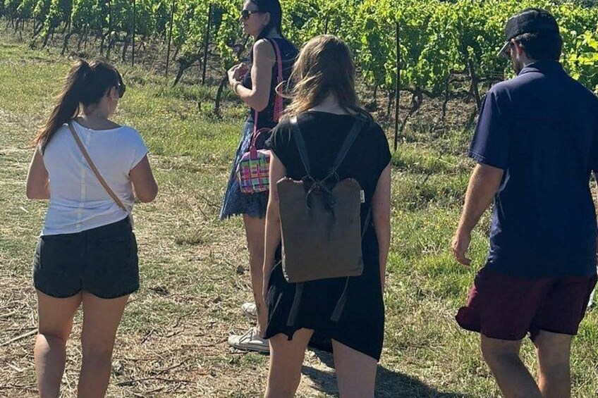 A group of people walking in a vineyard. 5