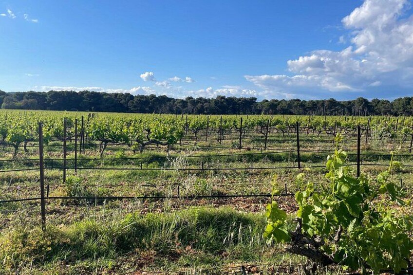 A vineyard with rows of grapevines under a clear sky. 2