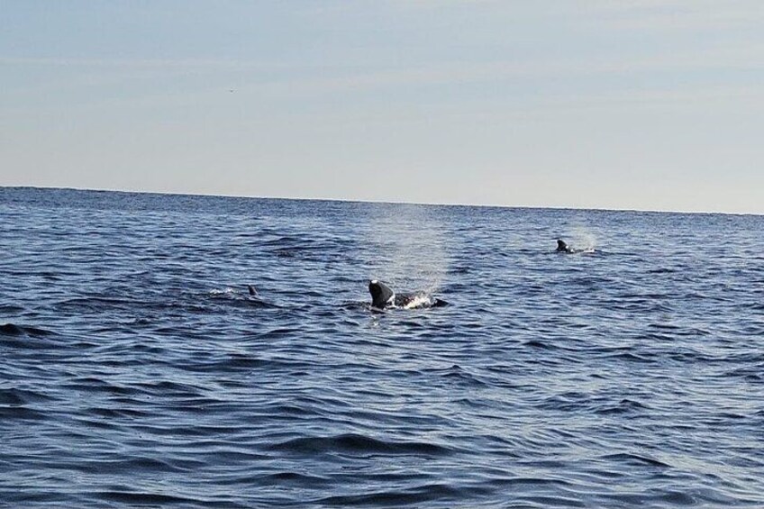 Cetacean Boat Tours in the Basque Country 2