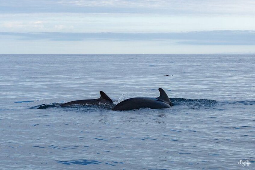 Deux baleines nagent dans l’océan. 3