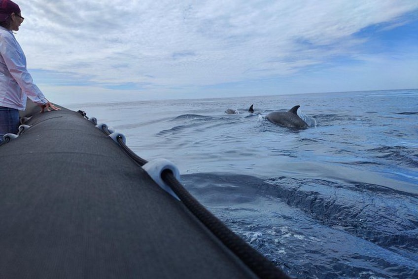 Cetacean Boat Tours in the Basque Country 5