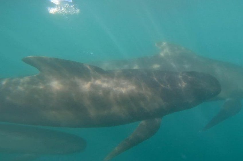 Un grand requin nageant sous l’eau. 2