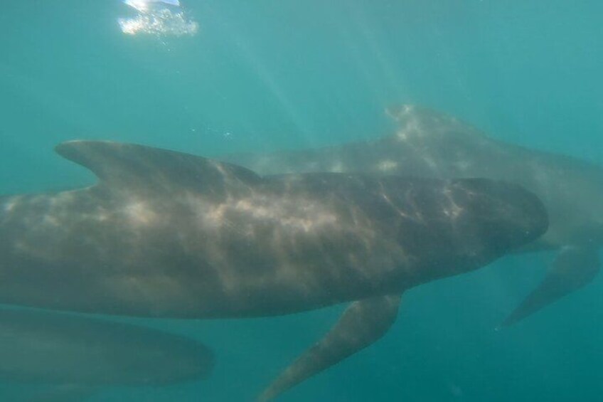 Cetacean Boat Tours in the Basque Country 3