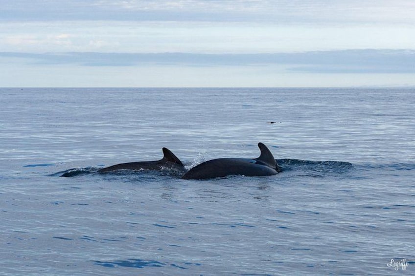 Cetacean Boat Tours in the Basque Country 4
