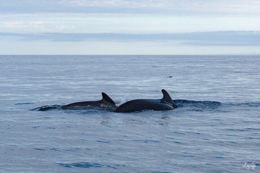 Cetacean Boat Tours in the Basque Country 4