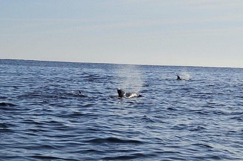 Cetacean Boat Tours in the Basque Country 2