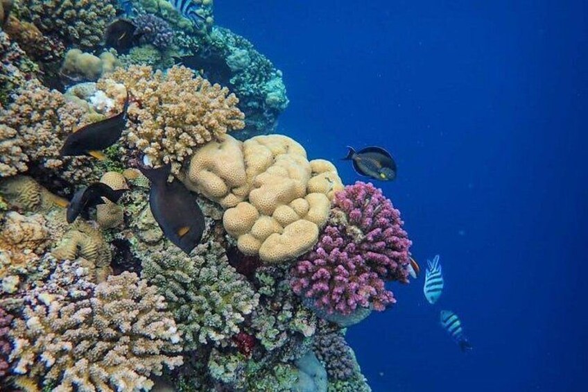 Guest photo - Major Tom - Sailing Vanuatu 5