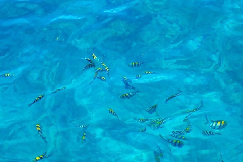 Major Tom -Sailing Day Cruise, with Snorkeling, Lunch & More! 3