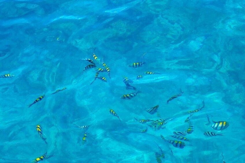 Major Tom -Sailing Day Cruise, with Snorkeling, Lunch & More! 3