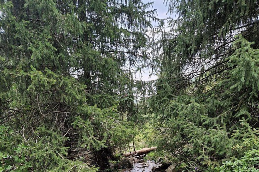 A dense forest with a fallen tree in a stream. 4