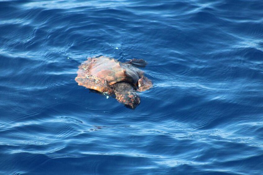 Half Day Madeira Island Cruise with Lunch 5