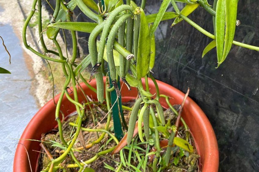 A potted plant with green vines and elongated pods. 2