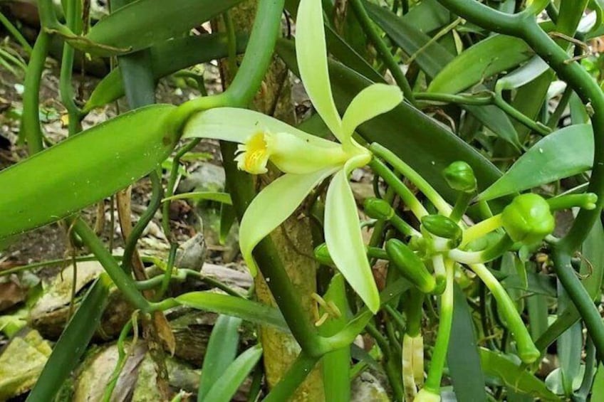 A vanilla flower 3