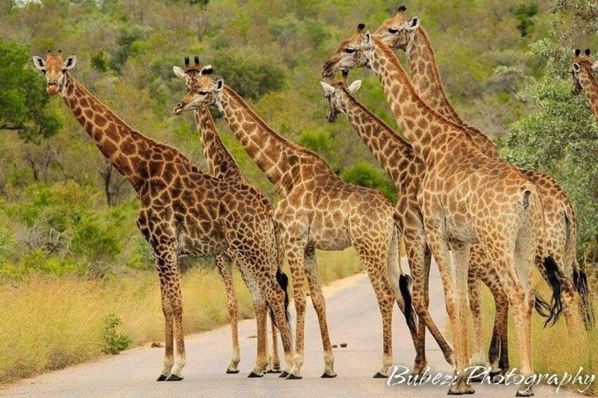 A group of giraffes standing on a road with a natural landscape in the background. 4