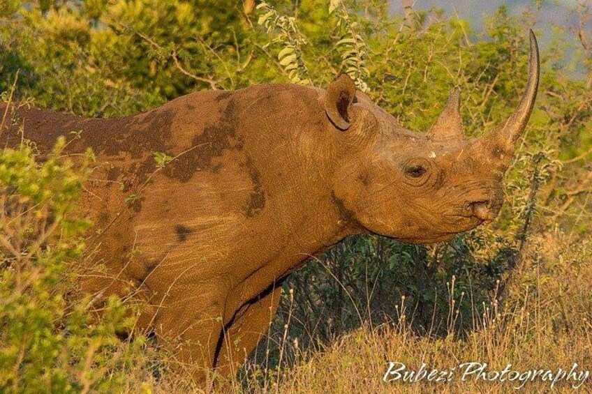 A rhinoceros in a natural setting with dense vegetation. 2