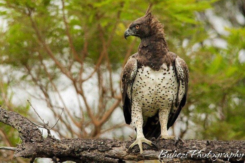 A bird of prey perched on a branch. 3