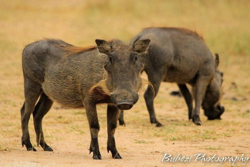 Two wild boars in a dry grassland. 5