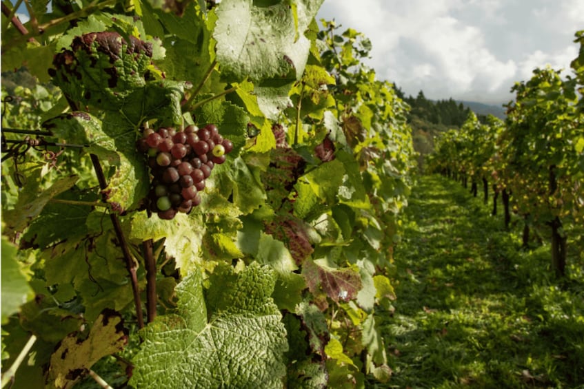 Picture 1 for Activity Quebec City: Island of Orleans Wine Tour 2