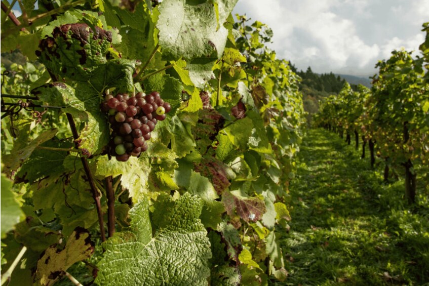 Picture 1 for Activity Quebec City: Island of Orleans Wine Tour 2