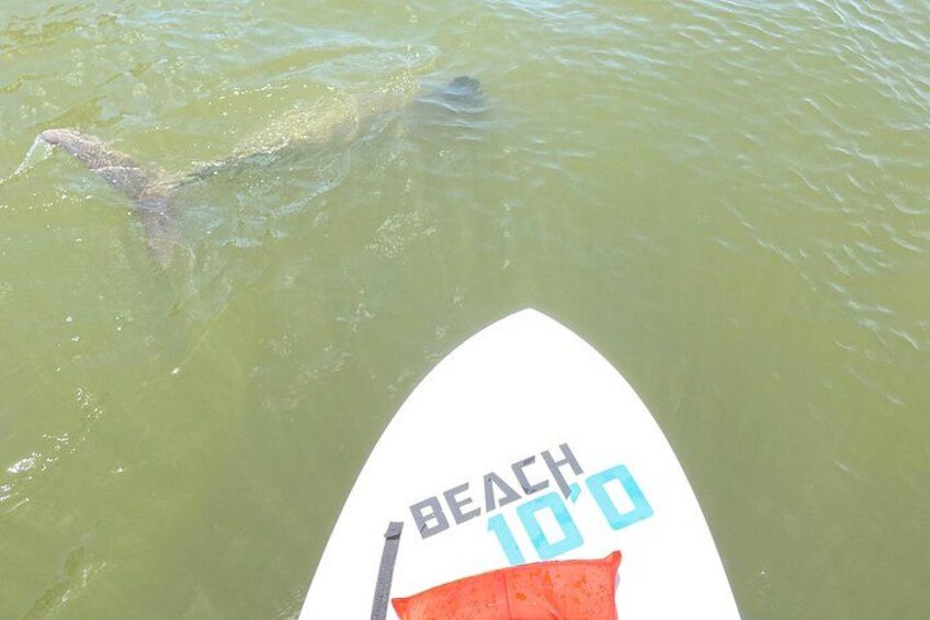 Dolphin stopped on a paddle board 2