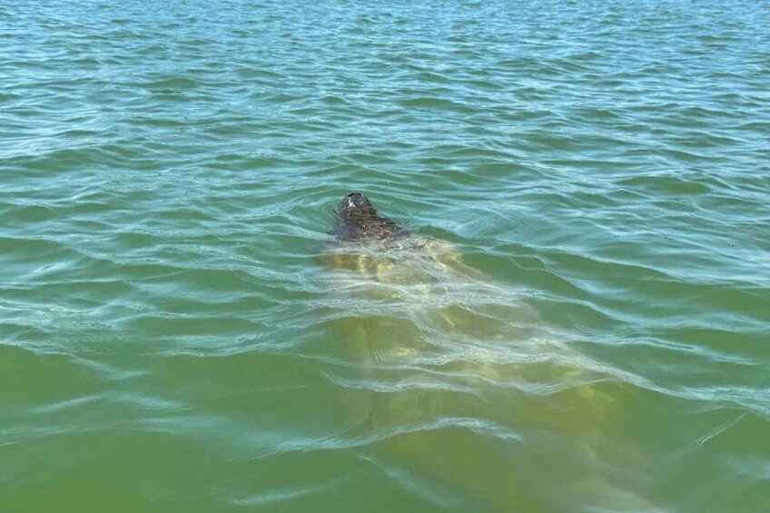 Manatees 2