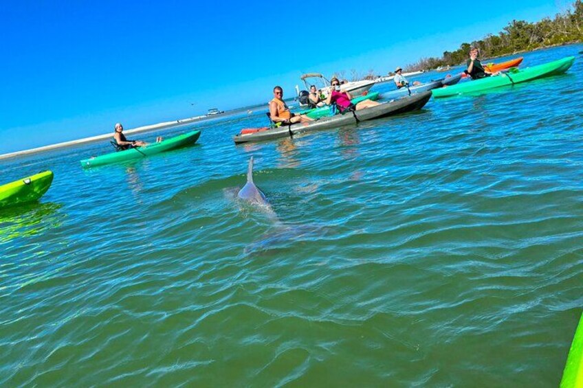 Bonita Springs Eco Kayak Tour – Best Gear, Premium&Clear Kayaks 4